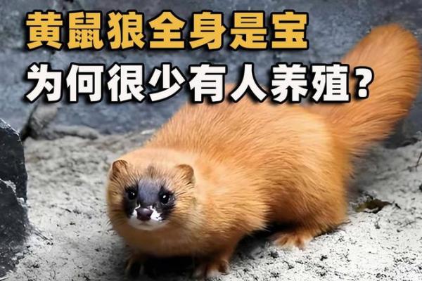 梦见黄鼠狼是什么预兆 女性(梦见黄鼠狼是什么预兆 女性已婚)
