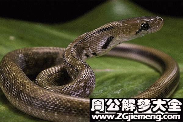 梦见绿色的蛇是什么预兆(50岁到60岁梦到蛇是什么意思)