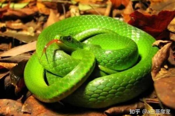 梦见绿色的蛇是什么预兆(50岁到60岁梦到蛇是什么意思)